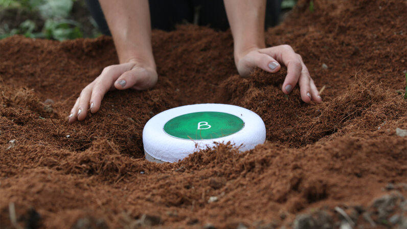 tree urn for pets