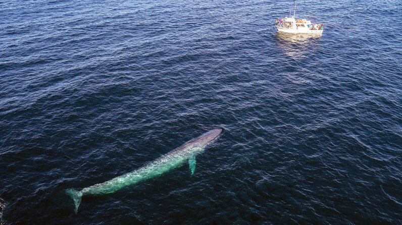 Why Are Whales So Big Howstuffworks