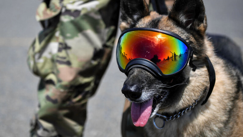 U.S. Military Dogs Usually Outrank Their Handlers | HowStuffWorks