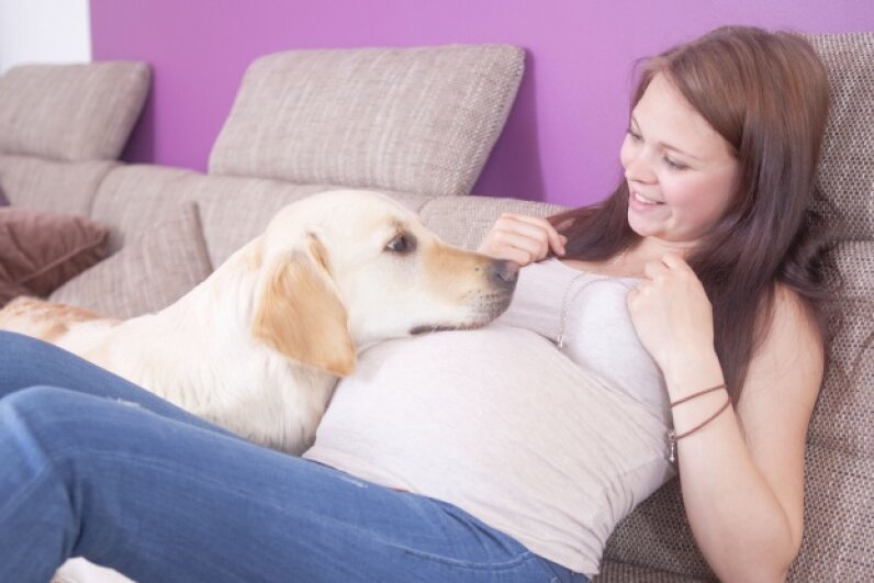 can a dog sense when you are pregnant