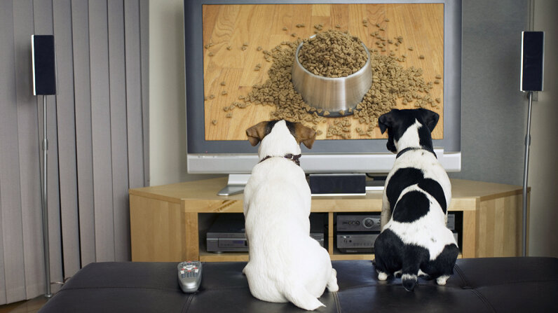 the dogs tv