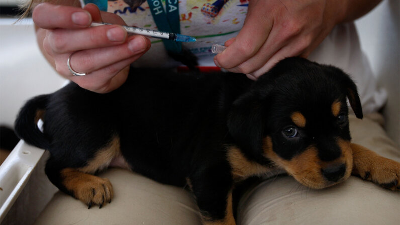 puppy 3rd vaccination