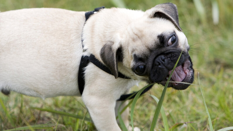 dogs are eating grass