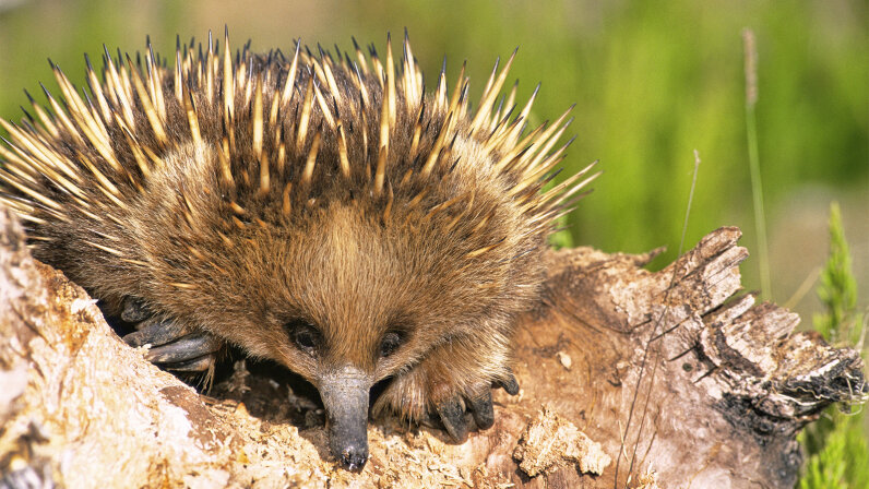 exq echidna