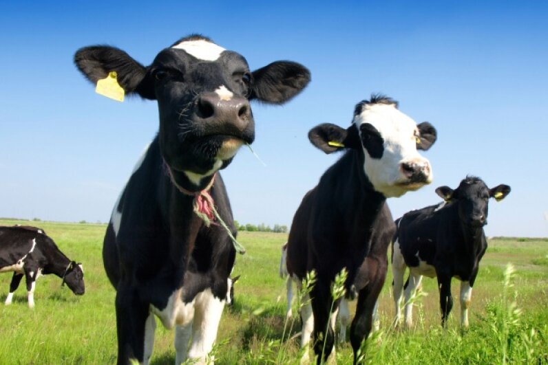 cows' farts caused a dairy farm explosion in germany fun