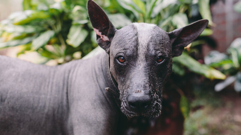 Xoloitzcuintli The Mexican Hairless Dog, Ancient Guide to the
