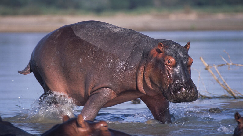 How Does A Hippo Make Its Own Sunscreen? 