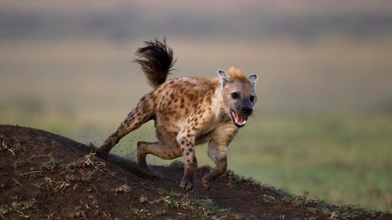 hyena-laugh-4.jpg