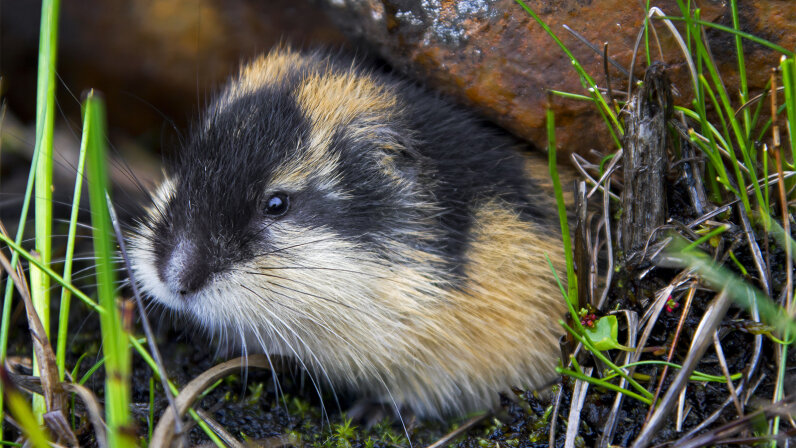 Lemmings Jumping Off Cliffs En Masse Is a Myth | HowStuffWorks