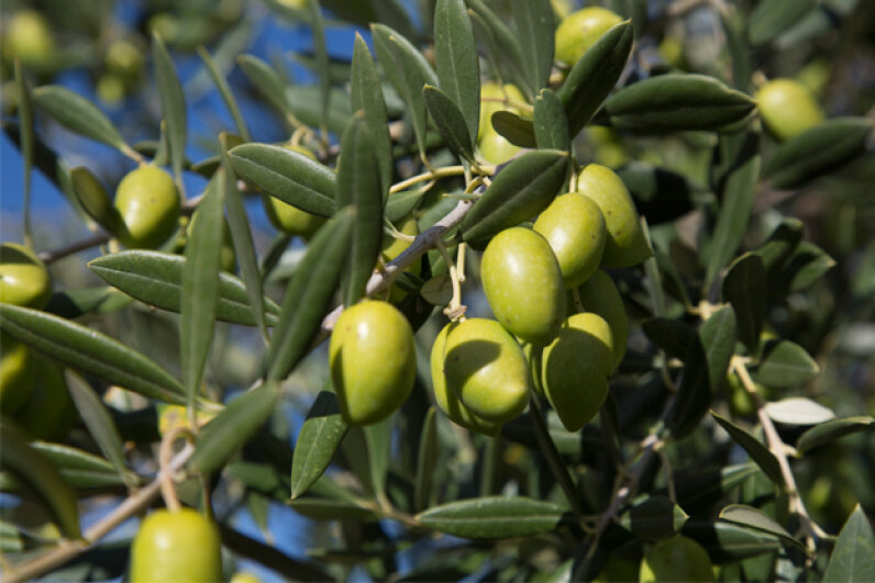 3: Olives - 10 Foods You Should Never Eat Raw | HowStuffWorks