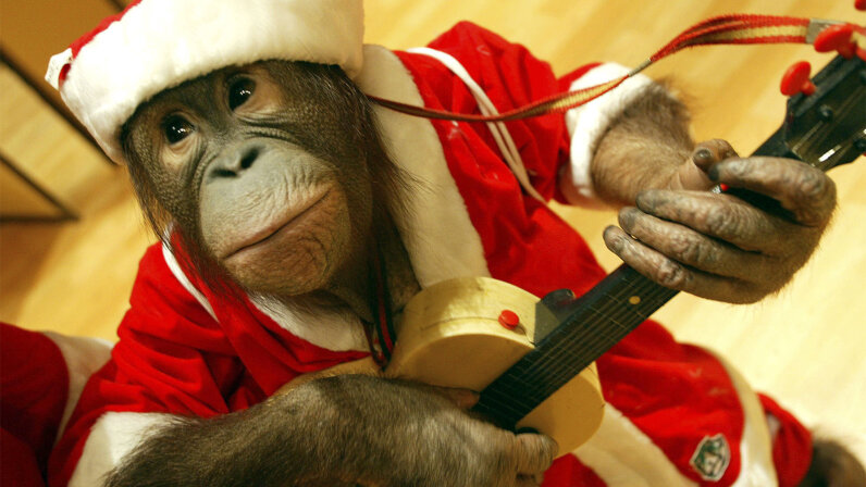 6 Reasons Monkeys Should Never Be Pets Howstuffworks