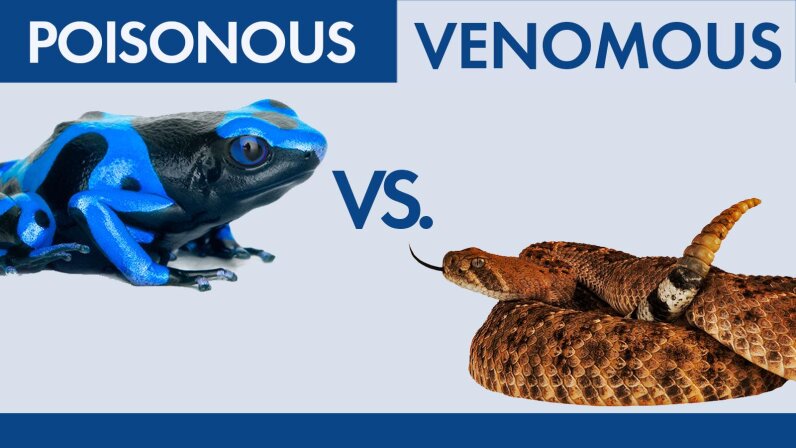 What's the Difference Between Poisonous and Venomous? | HowStuffWorks