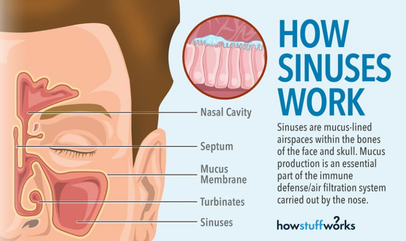 Understanding Sinus Congestion 
