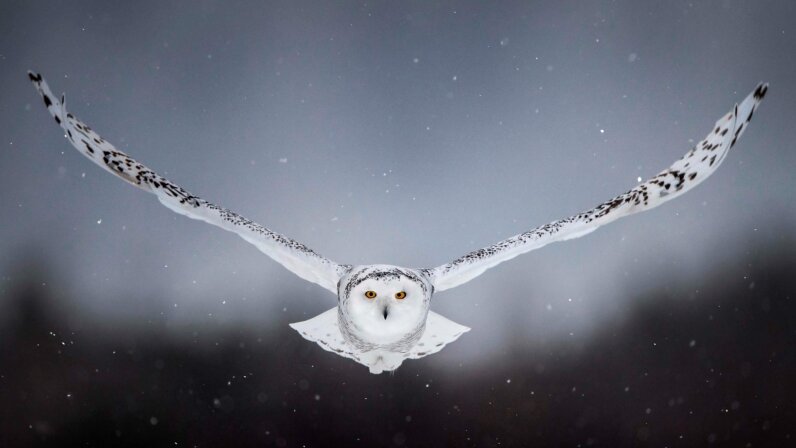 6 Facts About the Majestic Snowy Owl | HowStuffWorks