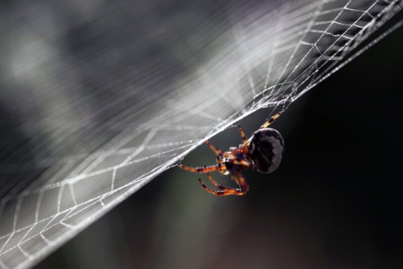 9-all-spiders-make-webs-howstuffworks