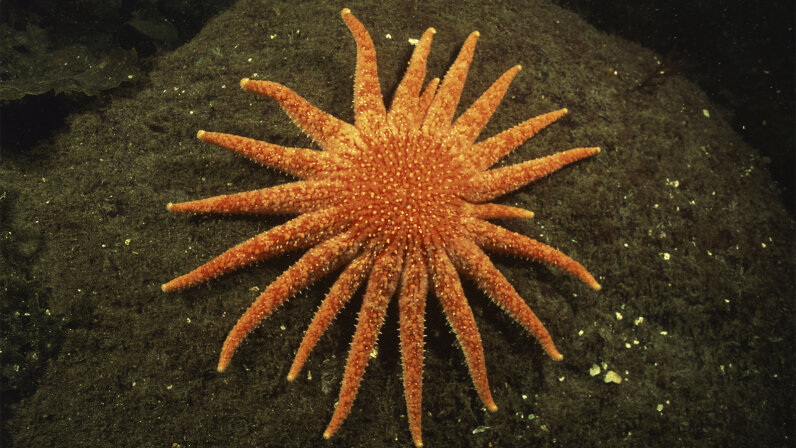 What Are Some Fun Facts About Sunflower Starfish