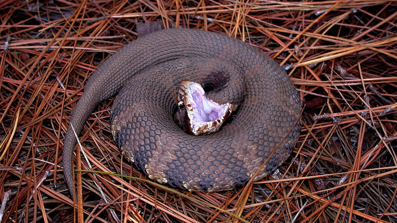 Water Moccasin, Cottonmouth: Different 