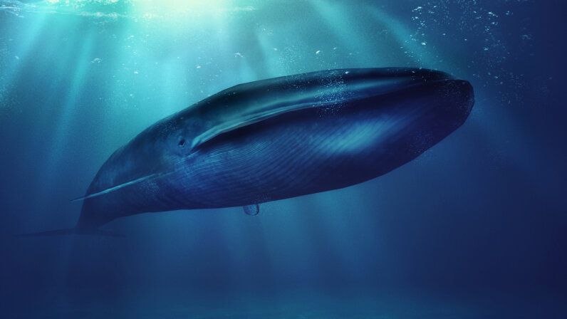 the-blue-whale-bigger-than-megalodon-howstuffworks