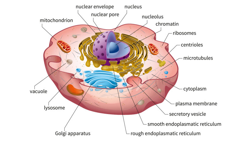 eukaryotic-plant-and-animal-cell-diagram-goimages-home