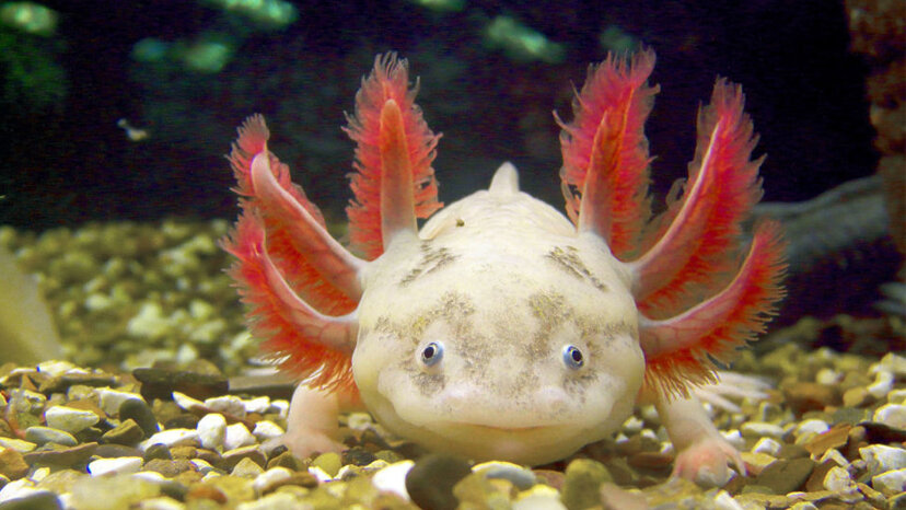 The Super Cute Axolotl Is Also A Ruthless Carnivore Howstuffworks