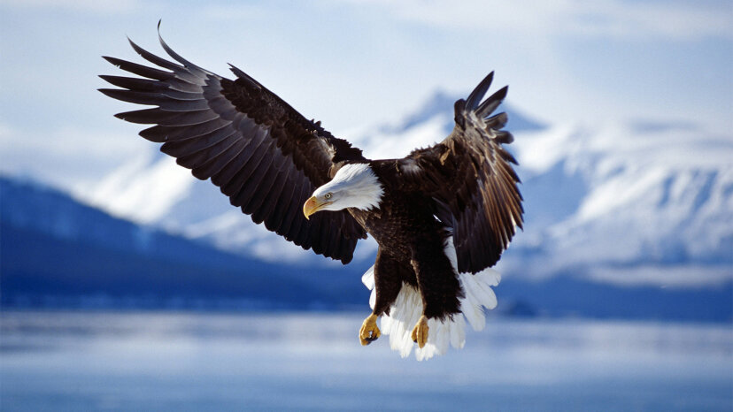 L'aigle à tête blanche 