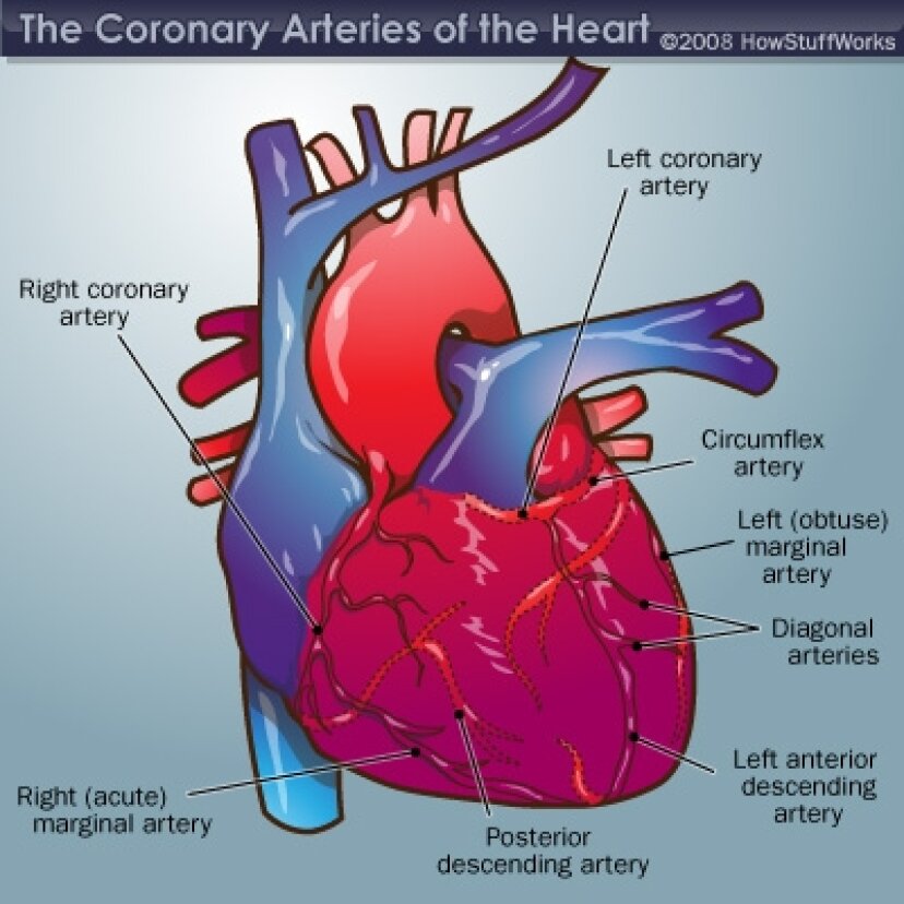 Automatic heart. Полые вены на рисунке сердца. Поступление крови в сердце. Нижняя полая Вена анатомия сердца. Сердце насос.