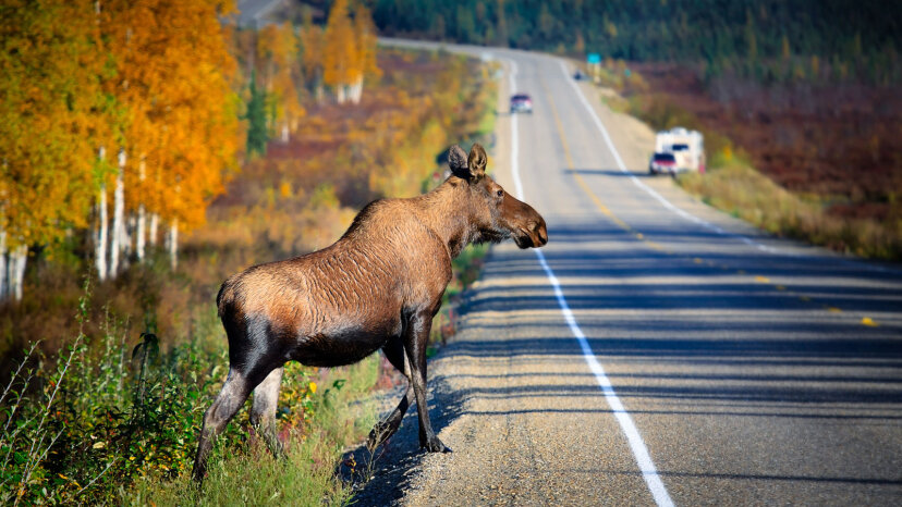 alce en carretera