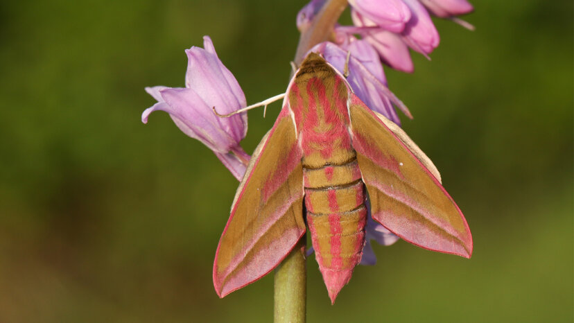 Falena falco elefante-moth