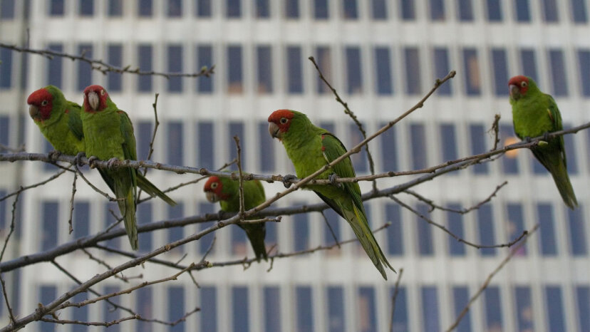 wilde Papageien