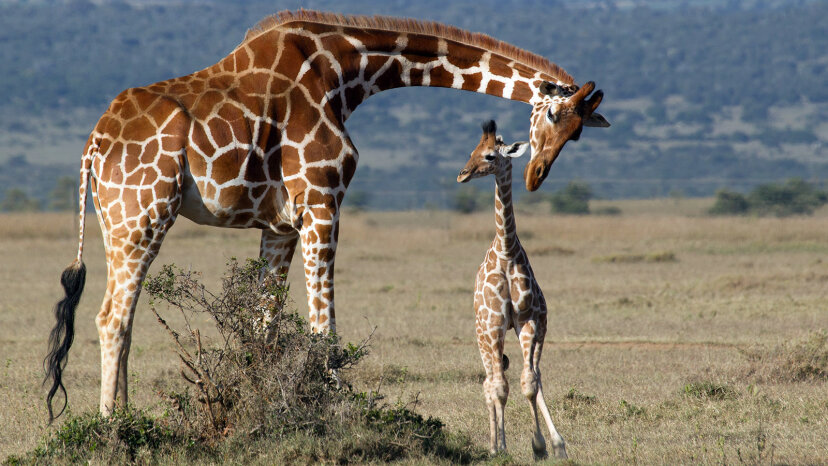 giraffe mom and baby