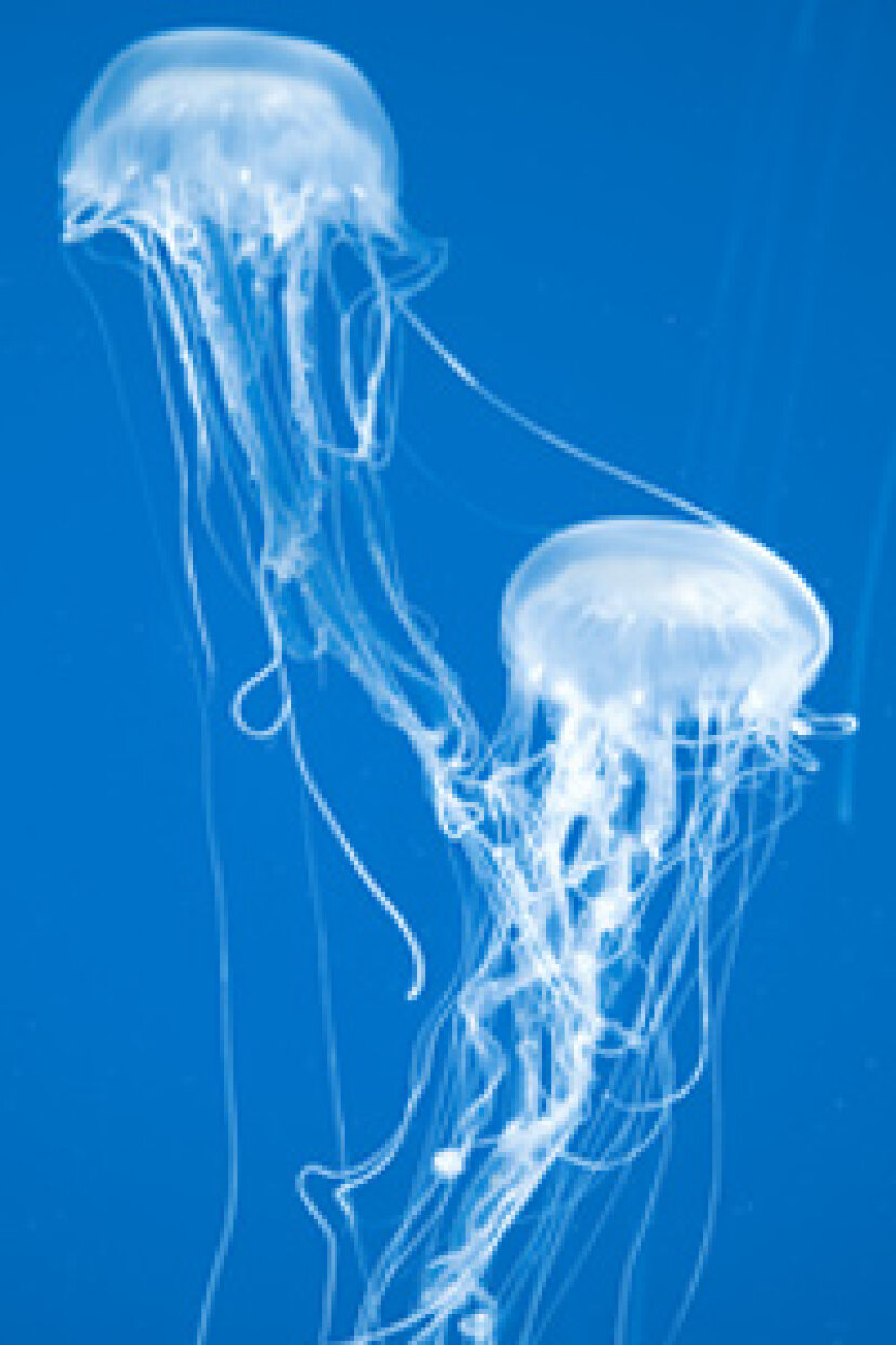 У медузы есть мозги. Нематоцисты медузы. Морская Оса медуза.