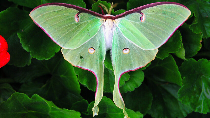 Luna moth