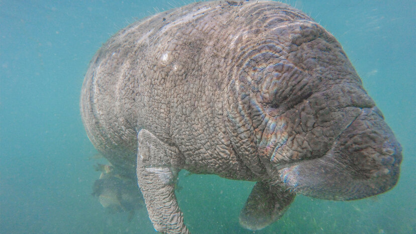 What S The Difference Between A Dugong And A Manatee Howstuffworks