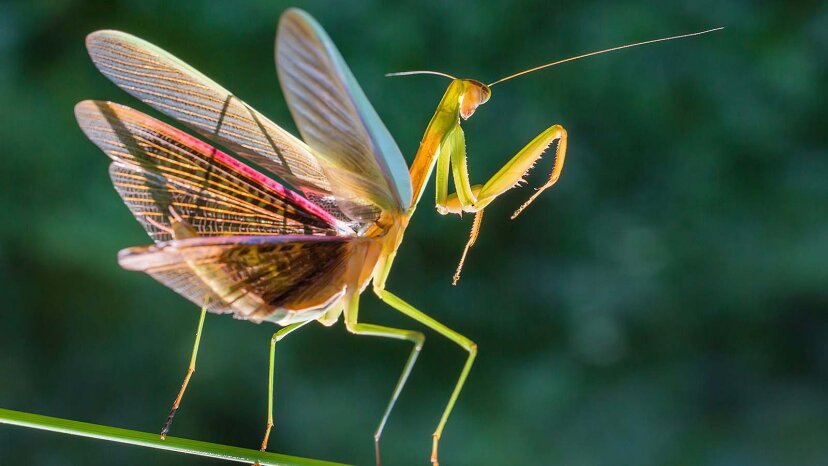 mantis religiosa 