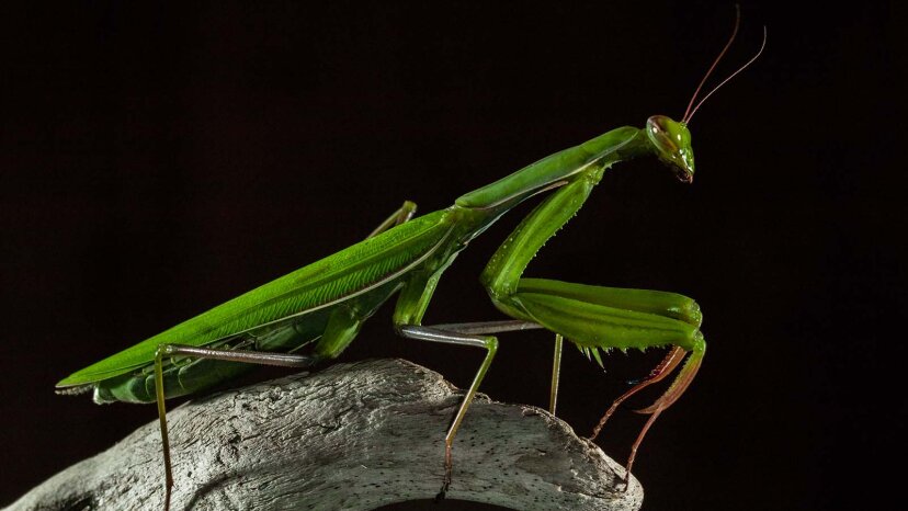 mantis religiosa