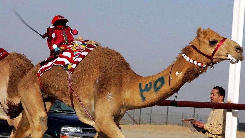 In Camel Race -, Robot-Jockeys Zijn De Norm Nieuwsachtig