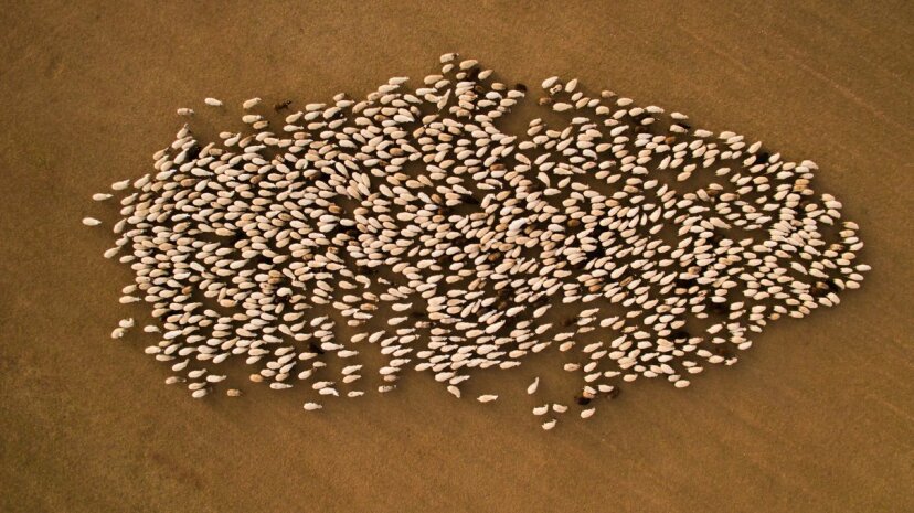 欧洲比利牛斯山脉的一只绵羊牧群在一个领域。artur debat / getty图片“border=