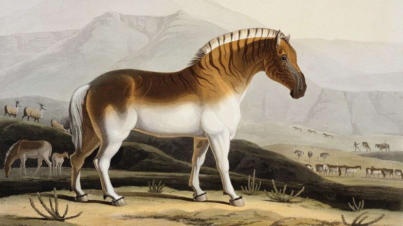 "The Quahkah," a hand-colored aquatint engraving of a quagga, from Samuel Daniells 1805 book "African Scenery and Animals." Stapleton Collection/Corbis