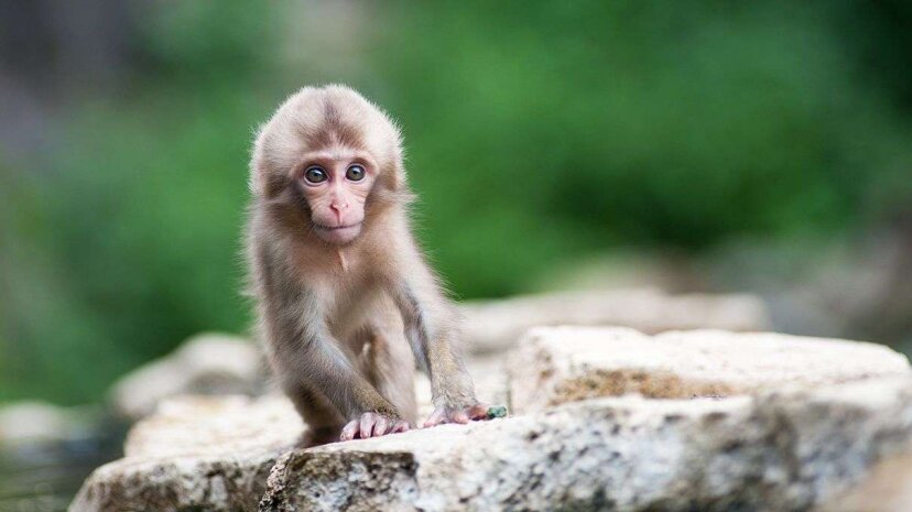 Watch Newborn Monkeys Smile In Their Sleep Just Like Human Babies Howstuffworks