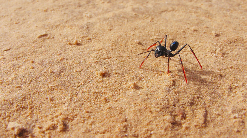 Los zancos ayudaron a los científicos a determinar que las hormigas del desierto contaban los pasos para calcular la distancia a su hogar. Matthias Wittlinger