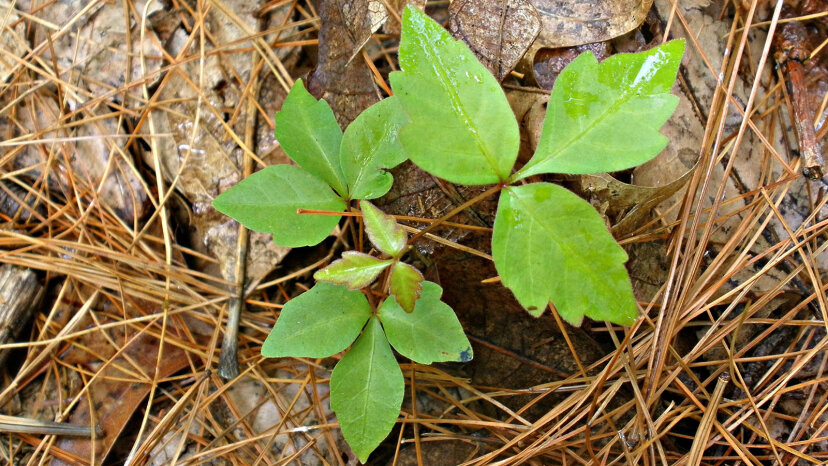 Avoiding Poison Ivy Howstuffworks