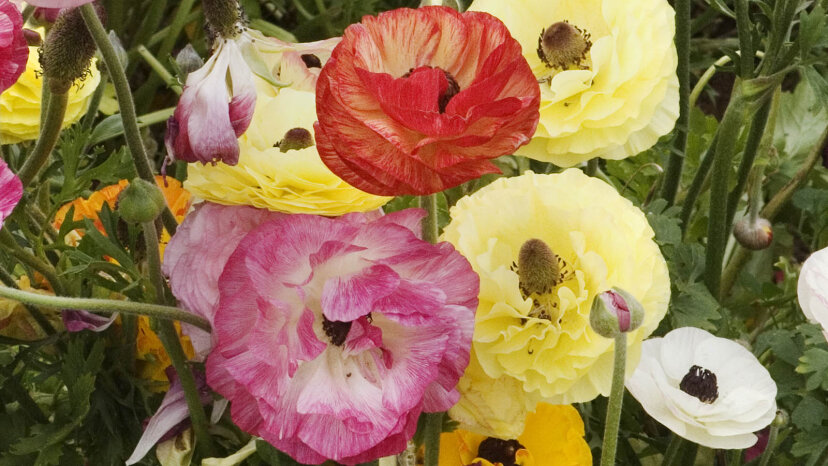 Ranunculus Is a Toxic Beauty With a Doozy of a Name | HowStuffWorks