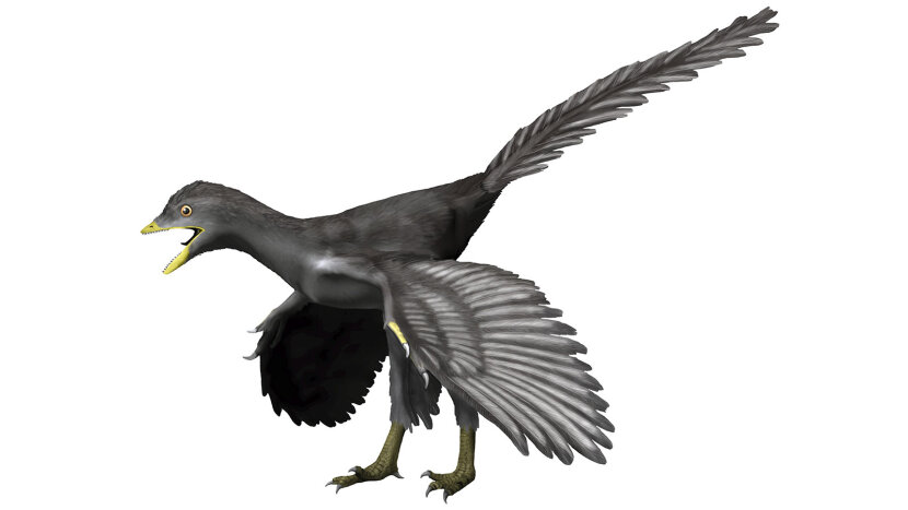 Meet Archaeopteryx, the Feathered Dino With Wings and Teeth | HowStuffWorks