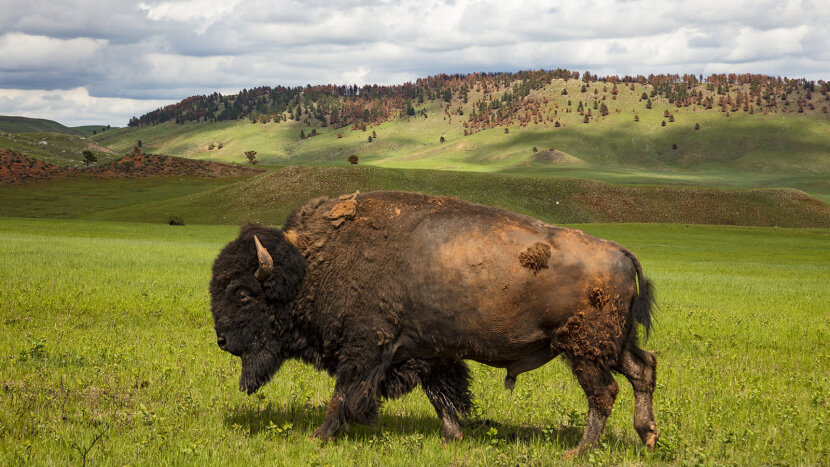 Buffalo Roundup Evokes Images of the Wild West | HowStuffWorks