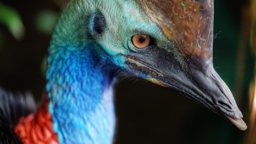 The Cassowary Is The World S Most Dangerous Bird Howstuffworks