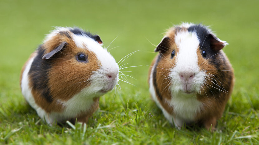 poop scooper for guinea pigs