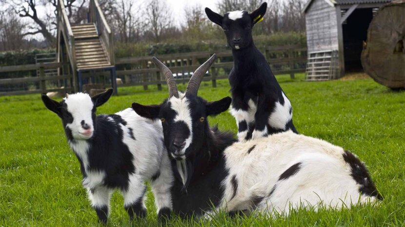 Pygmy Goats Angling To Take Dog S Place As Man S Best Friend