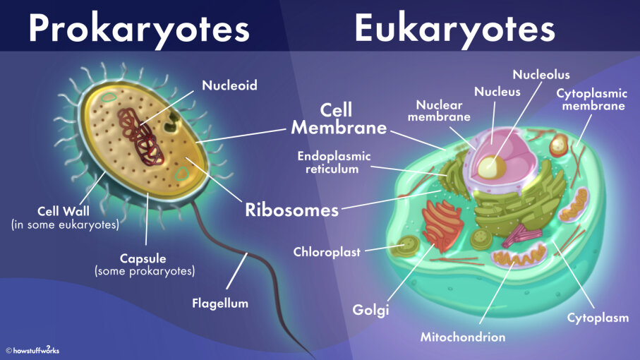 Prokaryotes Vs Eukaryotes Simple 8084