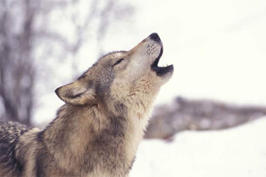 9-crying-wolf-crying-wolf-howstuffworks