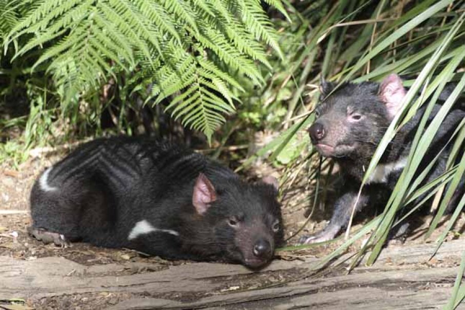 1: Tasmanian Devil - 10 Real Animals That Seem Make-believe | HowStuffWorks